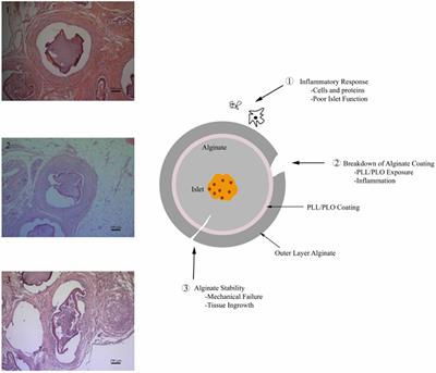 Dual Crosslinking of Alginate Outer Layer Increases Stability of Encapsulation System